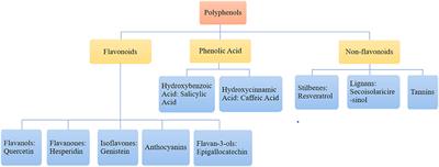 The Review of Anti-aging Mechanism of Polyphenols on Caenorhabditis elegans